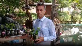 Cuca No Jardim das Maravilhas